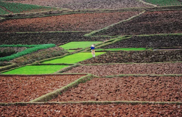 Piantagioni di riso in Madagascar — Foto Stock