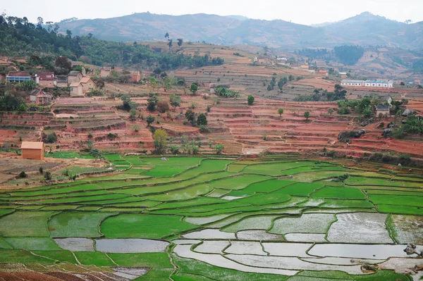 Plantações de arroz em Madagáscar — Fotografia de Stock