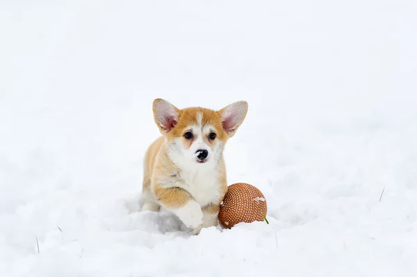 Собака породи Pembroke Валлійська корги снігу — стокове фото