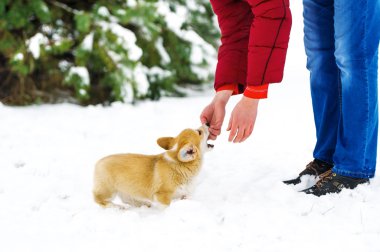 Adam Galce Corgi bir köpekle oynar