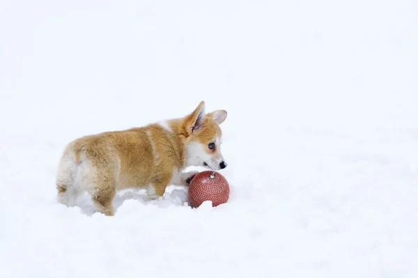 Щеня породи Валлійська корги грати на снігу — стокове фото