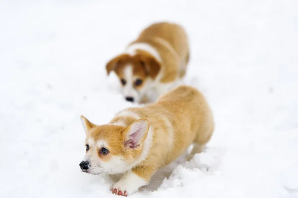 귀여운 corgi hid 눈 코 — 스톡 사진