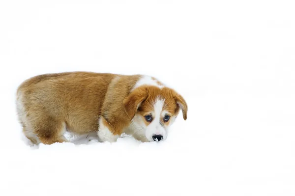 Süßer Corgi versteckte seine Nase im Schnee — Stockfoto