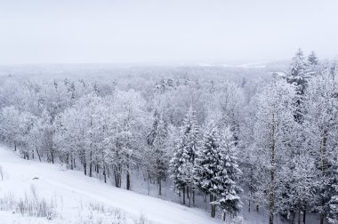 karla kaplı ağaçlar