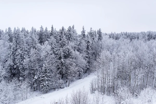 Träden är täckt av snö — Stockfoto