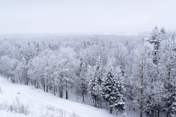 Träden är täckt av snö — Stockfoto