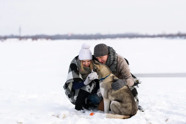 La chica, el tipo y los huskies siberianos —  Fotos de Stock