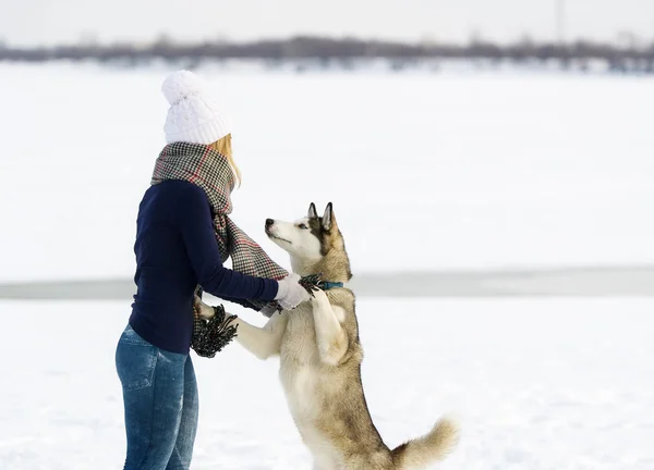Flickan i en vit mössa och Siberian huskies — Stockfoto