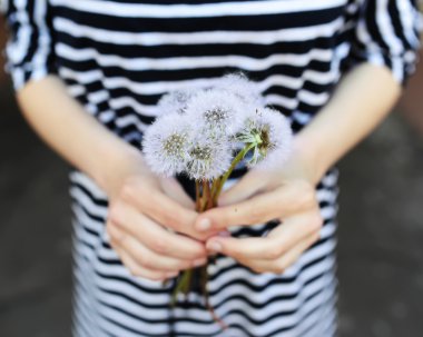 Çizgili bluz kız beyaz dandelions buket verir.