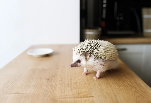 Afrikanischer Igel und weiße Untertasse. — Stockfoto