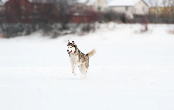 Собака на сніжному полі — стокове фото