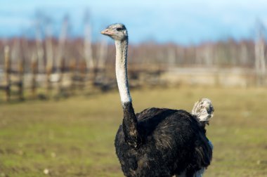 Bir devekuşu çimenlerin üzerinde yürüyüş.