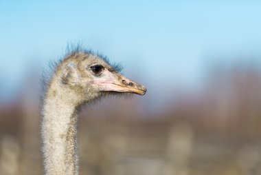 Bir Devekuşu çiftliği