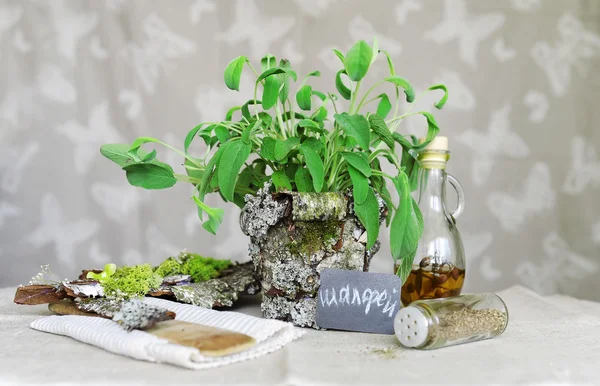 Salvia en una olla de corteza de madera . — Foto de Stock