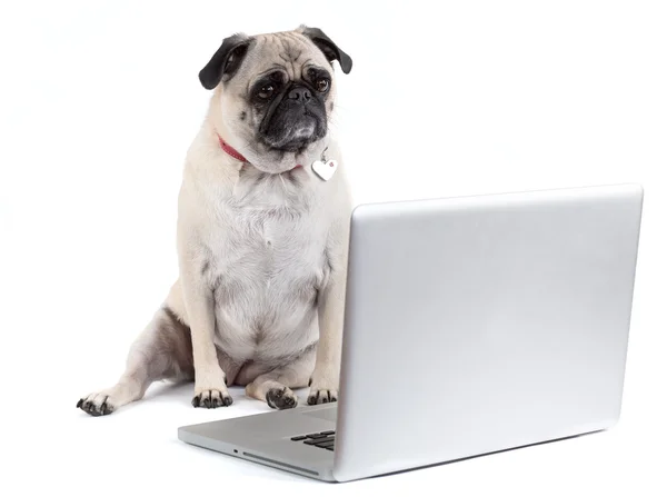 CLever dog with computer — Stock Photo © Flydragonfly #51511623