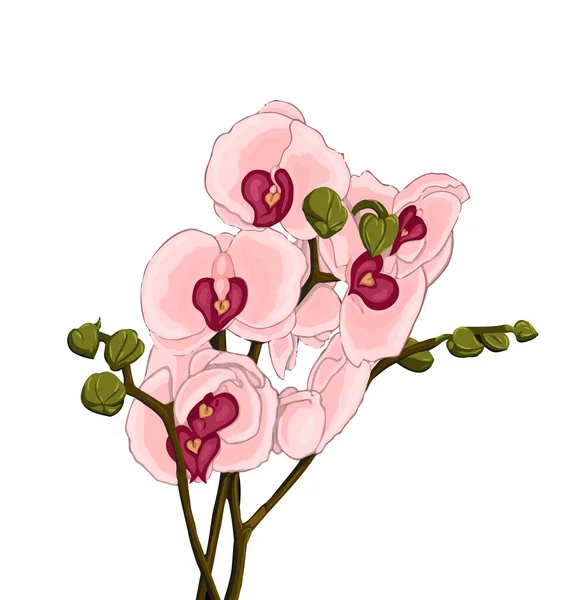 Illustrazione rosa del Orchid — Vettoriale Stock