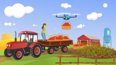 Akıllı teknoloji kullanarak ekinleri traktör römorkuna yüklüyorlar. Bir sepet domatesli drone çiftlikte uçuyor. Dişi çiftçi bir kuadkopteri kontrol ediyor. Hasat. Vektör