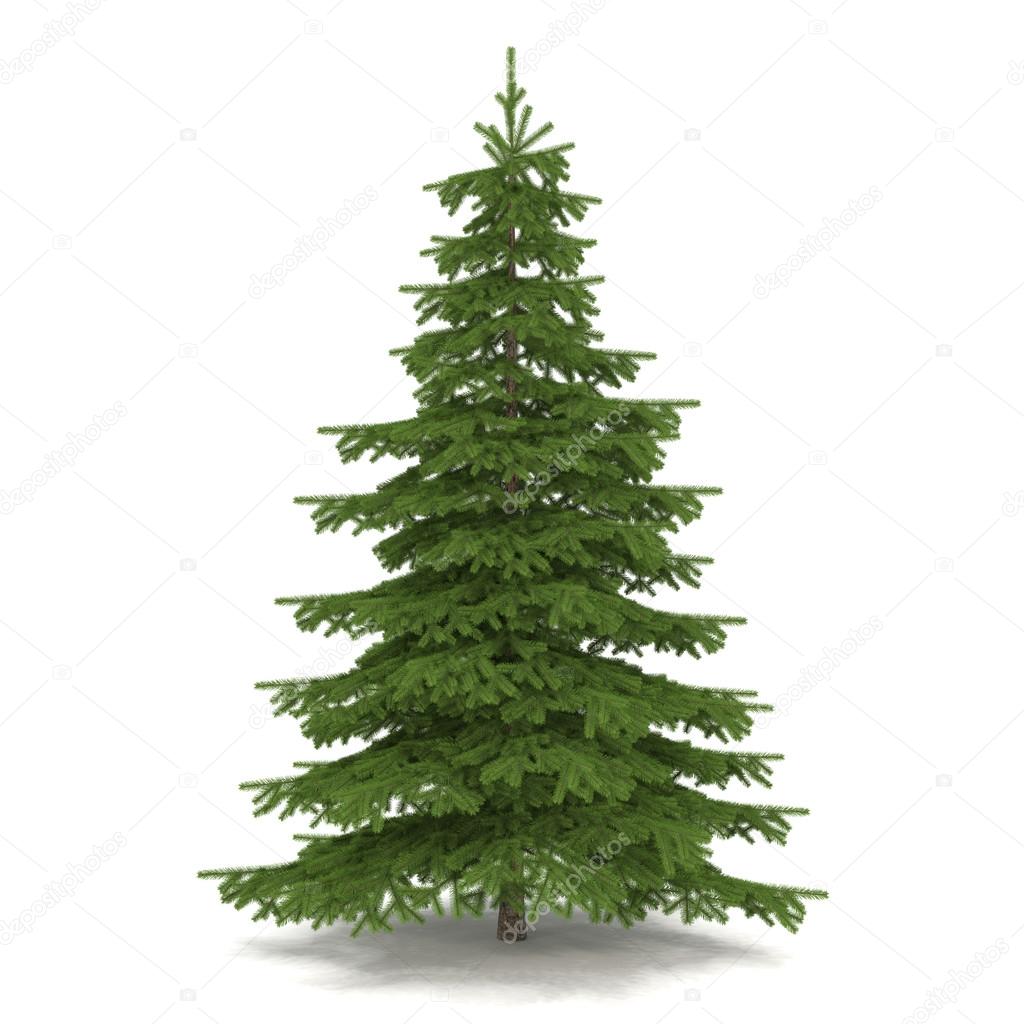 3d - christmas - fir tree