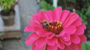 Bumble-arı pembe zinnia üzerinde
