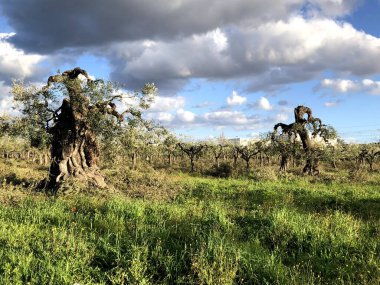 Puglia 'daki yaşlı zeytin ağaçları Xylella virüsünden etkilenmiş.