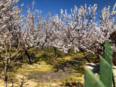 Puglia 'da çiçek açan güzel badem ağaçları
