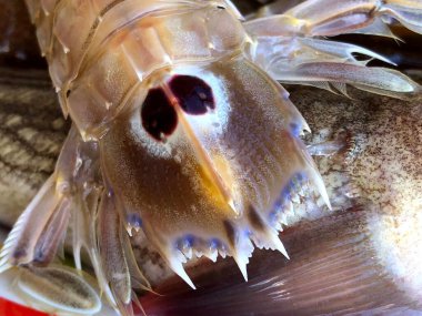 Fresh raw mantis shrimps from the fish market in Mola di Bari, Puglia