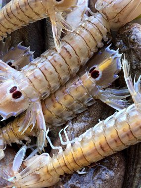 Fresh raw mantis shrimps from the fish market in Mola di Bari, Puglia