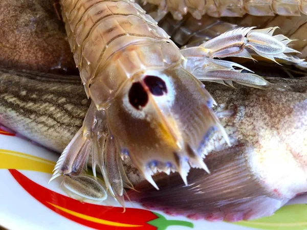 Fresh Raw Mantis Shrimps Fish Market Mola Bari Puglia — Stok Foto