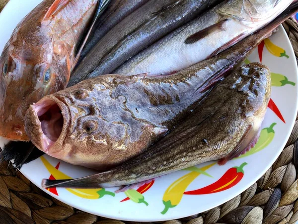 Freshly Caught Raw Fish Market Mola Bari Puglia — Stok Foto