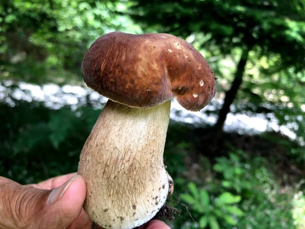 Champignon Cru Porcino Dans Forêt — Photo