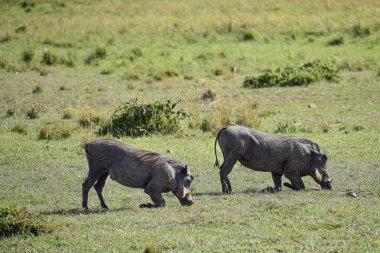 İki Afrikalı yaban domuzu doğal yaşam ortamında yeşil savanada otluyor. Safari vahşi yaşam konsepti, açık arazide Afrika faunasını, biyolojik çeşitliliği, doğayı ve vahşi hayvanları gösteriyor. Kenya, Pumba
