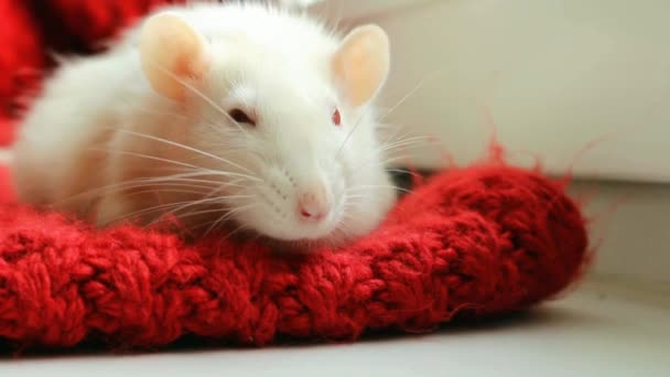Lindo albino blanco rata resto en lana roja bufanda olfatea y menea sus bigotes — Vídeo de stock