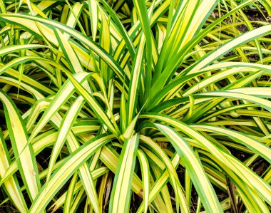 taze ve yeşil yaprakları arka plan üzerinde