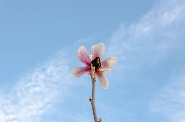 Cluse up flor Sakura — Fotografia de Stock