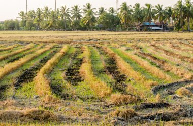Pirinç alan hasat zamanında.