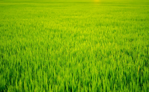 Rijstvelden voor groene achtergrond — Stockfoto