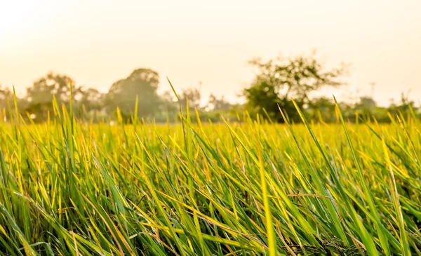 De groene en gouden kleur op de rijstvelden. — Stockfoto