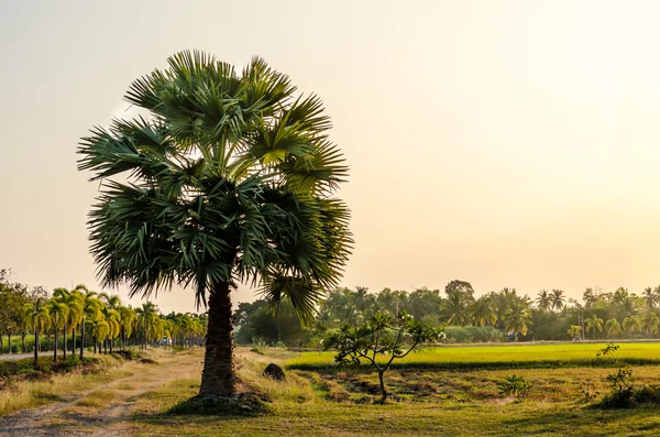 Sunset time, the landscape sugar palm tree on rice fields, Thail — Stock Photo, Image