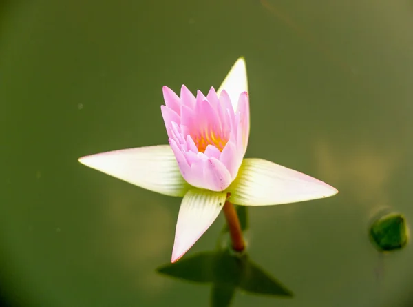 Kwiat lotosu w stawie miasta — Zdjęcie stockowe