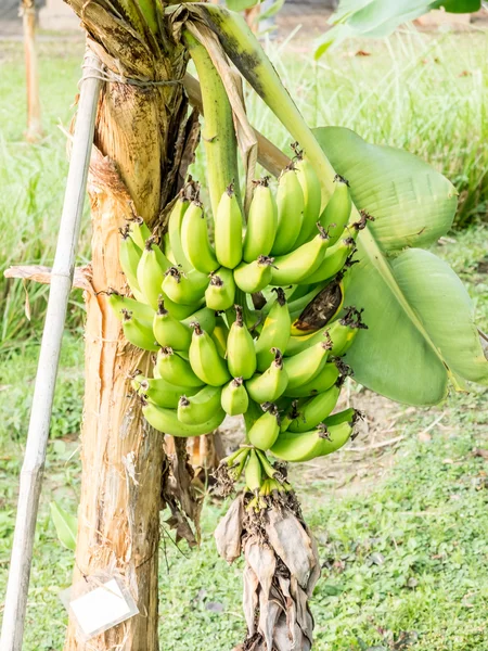 Ramo de plátanos en el jardín —  Fotos de Stock