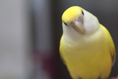 Arka plan bulanık üzerinde karşı karşıya cennet papağanı kapatın