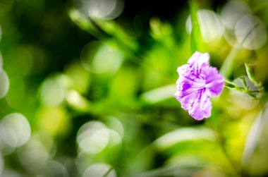 Çiçek ve bokeh arka plan bulanık