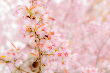 Tatlı Sakura çiçeği Mevsimlik arka plan