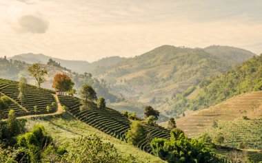 Tayland çay bahçesi