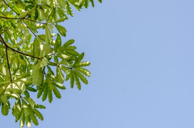 Yeşil yaprakları ve öğlen mavi gökyüzünde.