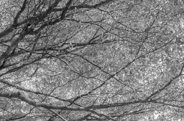 Ağaç dalları tomurcukları ile. Gizem görünümü