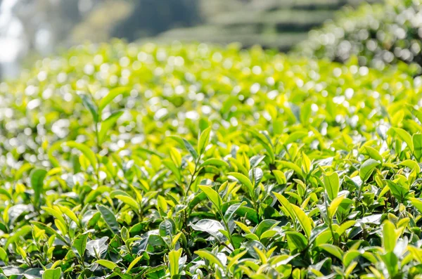 Grünteeplantagen — Stockfoto