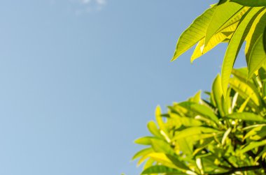 yeşil yaprakları ve sabah arka plan için mavi gökyüzünde.