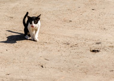 siyah ve beyaz kedi yürüyüş sokak