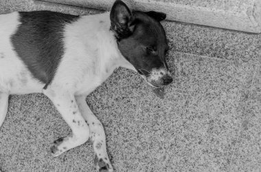 Tay köpek tapınakta uzan